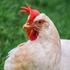 С территории ряда стран ЕС сняты ограничения по гриппу птиц