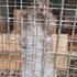 Владелец выставки животных в ТЦ Алтайского края  привлечен к ответственности за нарушение требований к использованию животных в культурно-зрелищных целях 
