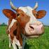 Требования к экспорту крупного и мелкого рогатого скота в Азербайджан 