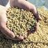 Управлением Россельхознадзора при проведении внеплановой проверки выявлены нарушения при хранении зерна 
